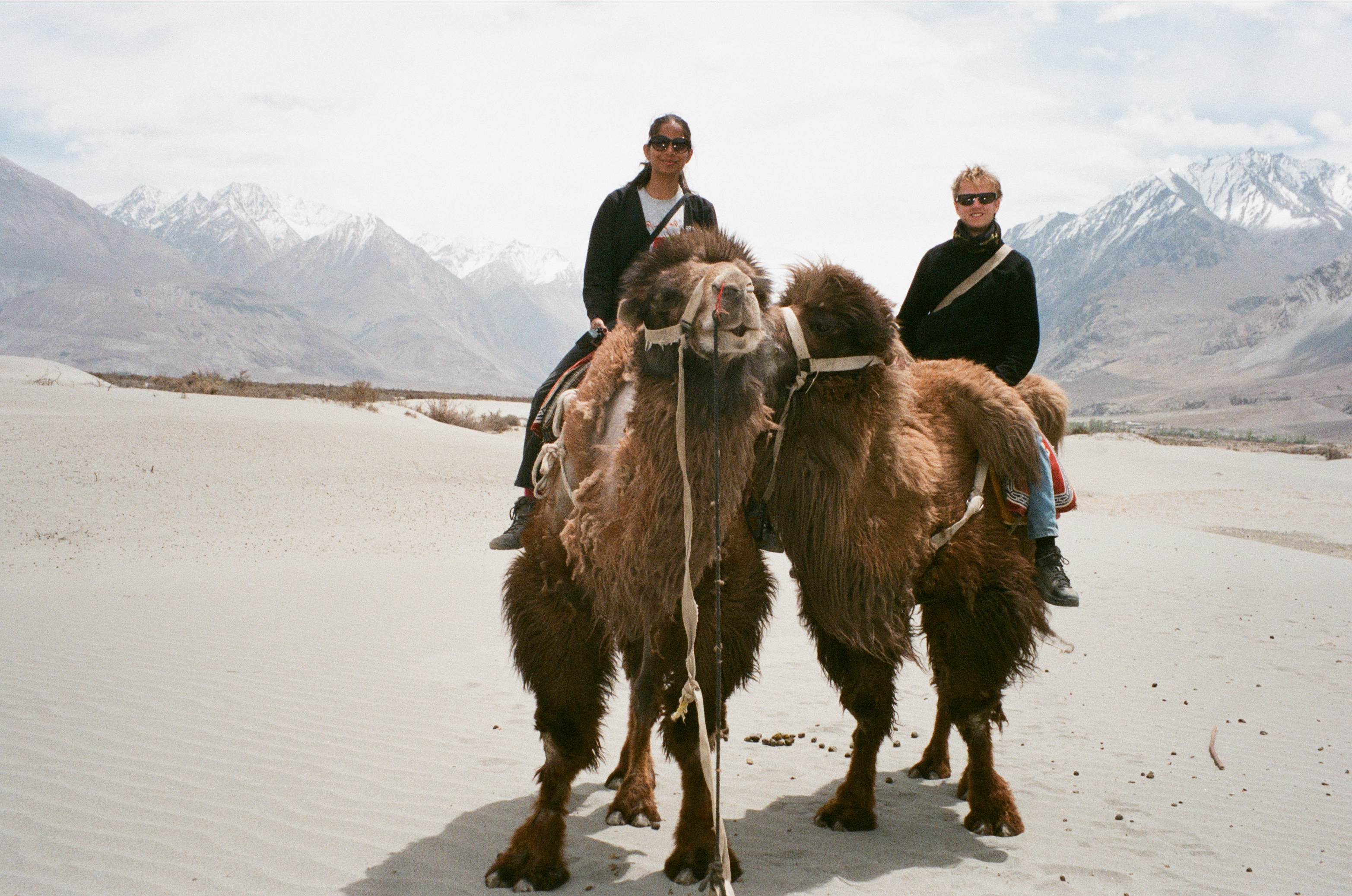 Camels in Ladakh